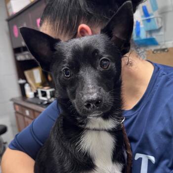 Taco -  Chihuahua Dog for Adoption in Summerville, South Carolina - Taco | PetCurious