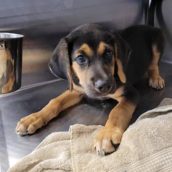 Diesel -  German Shepherd Dog and Hound Dog for Adoption in Madisonville, Tennessee - Diesel | PetCurious