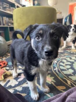 Shepherd and Mixed Breed Dogs Available for Adoption - Chase | PetCurious
