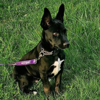 American Staffordshire Terrier and Shepherd Dogs Available for Adoption in Ferndale, Washington - Dominic | PetCurious