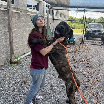 Rambo -  Mastiff Dog for Adoption in York, Pennsylvania - Rambo | PetCurious