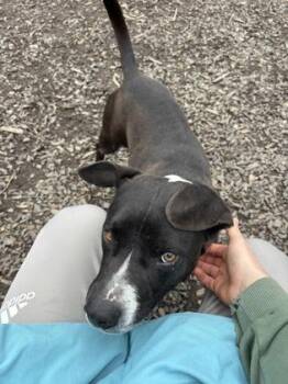 Mannie -  Mixed Breed Dog for Adoption in Atlanta, Georgia - Mannie | PetCurious