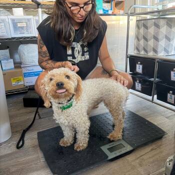 Shoobie (Benefactor Dog) -  Poodle and Schnauzer Dog for Adoption in New Orleans, Louisiana - Shoobie (Benefactor Dog) | PetCurious