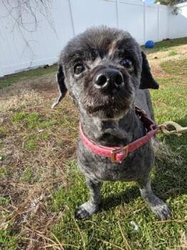 Shih Tzu and Mixed Breed Dogs Available for Adoption in Savannah, Georgia - Mohawk | PetCurious