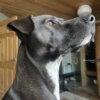 Black Labrador Retriever and Whippet Dogs Available for Adoption in Calgary, Alberta - Freddie | PetCurious