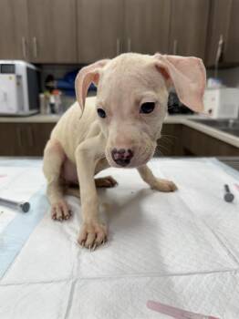 Labrador Retriever Dogs Available for Adoption in Baytown, Texas - RIB | PetCurious