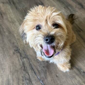 Boyd -  Shih Tzu and Bichon Frise Dog for Adoption in Riverdale, Iowa - Boyd | PetCurious
