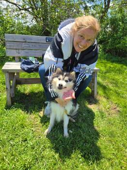 Mixed Breed and Pomsky Dogs Available for Adoption in Elyria, Ohio - Zeus | PetCurious