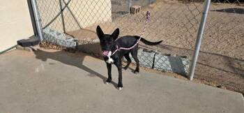 Zoey -  Australian Kelpie and Border Collie Dog for Adoption in California City, California - Zoey | PetCurious