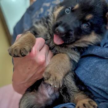 Lilly Pup 1 - Rollen -  German Shepherd Dog Dog for Adoption in Fairfax Station, Virginia - Lilly Pup 1 - Rollen | PetCurious