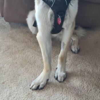 Rambeau -  German Shepherd Dog Dog for Adoption in Denver, Colorado - Rambeau | PetCurious