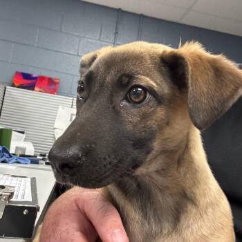 German Shepherd Dog and Mixed Breed Dogs Available for Adoption in Saint Joseph, Missouri - Woolery | PetCurious
