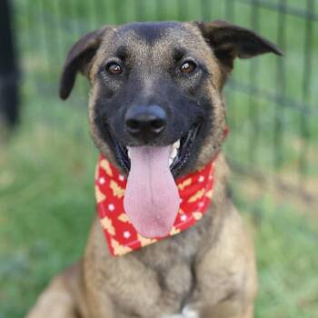 GINGER -  Belgian Shepherd Malinois Dog for Adoption in San Antonio, Texas - GINGER | PetCurious