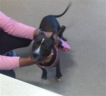 Rescue Labrador Retriever and Mixed Breed Dogs for Adoption in Louisville, Kentucky - HONEY | PetCurious