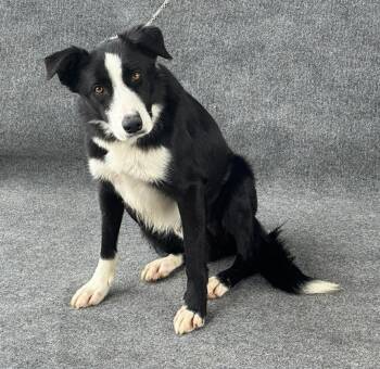 Border Collie Dogs Available for Adoption in Lafayette, California - Eli | PetCurious