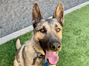 TRAVIESO -  German Shepherd Dog and Mixed Breed Dog for Adoption in Moreno Valley, California - TRAVIESO | PetCurious