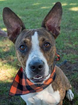 Carrot -  Mixed Breed Dog for Adoption in Myrtle Beach, South Carolina - Carrot | PetCurious