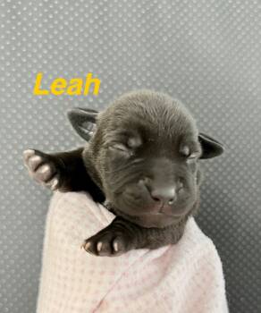 Rescue Catahoula Leopard Dog Dogs for Adoption in Silsbee, Texas - Leah | PetCurious