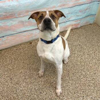 Mixed Breed and Boxer Dogs Available for Adoption in Cheyenne, Wyoming - Vinny | PetCurious
