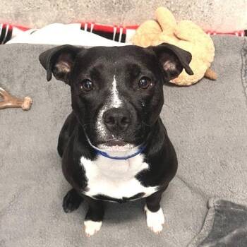 Pit Bull Terrier and Mixed Breed Dogs Available for Adoption in Los Angeles, California - Jo | PetCurious