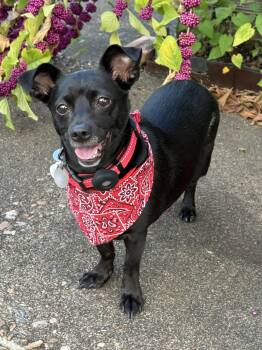 Rescue Chiweenie Dogs for Adoption in Houston, Texas - Puddles | PetCurious