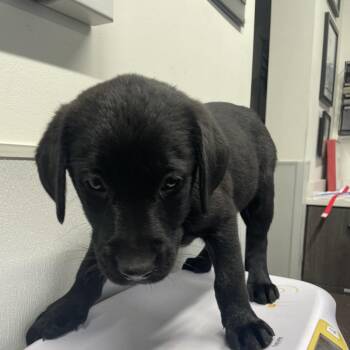 Black Labrador Retriever Dogs Available for Adoption - Polly | PetCurious