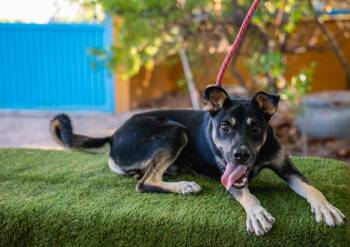 Jay -  Shepherd and Manchester Terrier Dog for Adoption in Anacortes, Washington - Jay | PetCurious