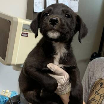 Trumpet -  Labrador Retriever and Terrier Dog for Adoption in Cleveland, Mississippi - Trumpet | PetCurious
