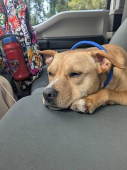 Dollie -  Jack Russell Terrier and Pit Bull Terrier Dog for Adoption in Lock Haven, Pennsylvania - Dollie | PetCurious
