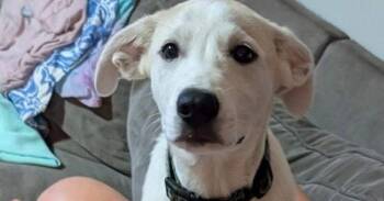 Austin -  Mixed Breed Dog for Adoption in Dorr, Michigan - Austin | PetCurious