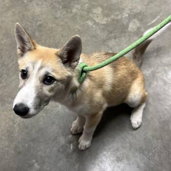 Husky Dogs Available for Adoption - Lumi | PetCurious
