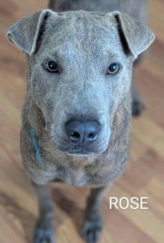Rescue Shar Pei Dogs for Adoption in Cameron, North Carolina - Rose | PetCurious