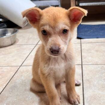 Husky and Shiba Inu Dogs Available for Adoption in Andover, Massachusetts - Adele | PetCurious