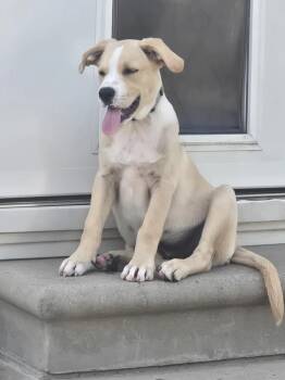 Norton -  Labrador Retriever Dog for Adoption in Plymouth, Michigan - Norton | PetCurious