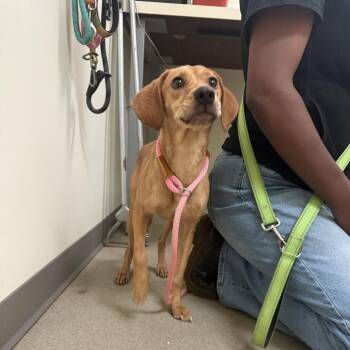 Murrell -  Labrador Retriever and Mixed Breed Dog for Adoption in Lynchburg, Virginia - Murrell | PetCurious