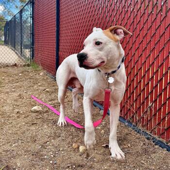 Zeus -  Mixed Breed Dog for Adoption in Kennebunk, Maine - Zeus | PetCurious