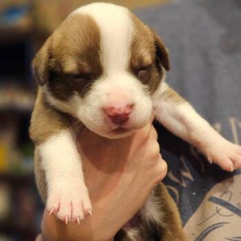 Terrier bottle baby 2 -  Terrier Dog for Adoption in Phoenix, Arizona - Terrier Bottle Baby 2 | PetCurious