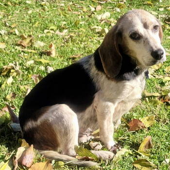 Rescue Beagle Dogs for Adoption in Cincinnati, Ohio - Julia | PetCurious
