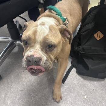 Mixed Breed Dogs Available for Adoption in Philadelphia, Pennsylvania - Benson | PetCurious