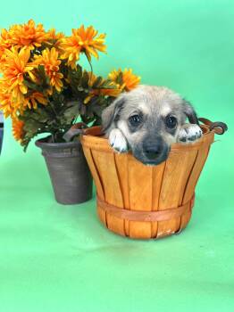 728-26 -  Border Collie Dog for Adoption in Brighton, Colorado - 728-26 | PetCurious