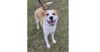 Rescue Great Pyrenees and Labrador Retriever Dogs for Adoption in Youngsville, North Carolina - General | PetCurious