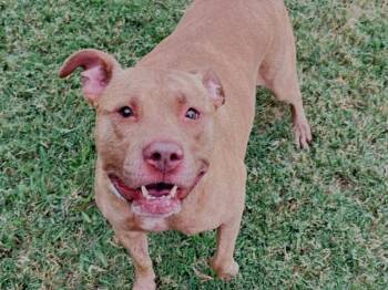 SHARPEEEY -  Pit Bull Terrier and Mixed Breed Dog for Adoption in Tulsa, Oklahoma - SHARPEEEY | PetCurious