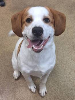 Matt -  Mixed Breed Dog Available for Adoption in Grand Forks, North Dakota - Matt | PetCurious