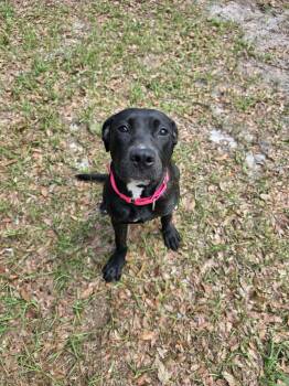 Black Labrador Retriever Dogs Available for Adoption - Remy | PetCurious