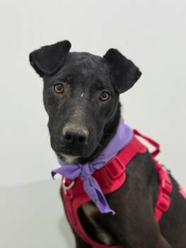 Rhodesian Ridgeback and Black Labrador Retriever Dogs Available for Adoption - Inca | PetCurious