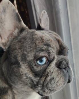 French Bulldog Dogs Available for Adoption - Milo | PetCurious
