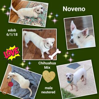 Chihuahua Dogs Available for Adoption - Noveno SL11960-T | PetCurious