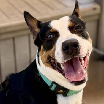 Tango -  Basenji and Mixed Breed Dog for Adoption in Ashland, Oregon - Tango | PetCurious