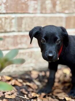 Rescue Labrador Retriever Dogs for Adoption in Lewisville, Indiana - Goose | PetCurious