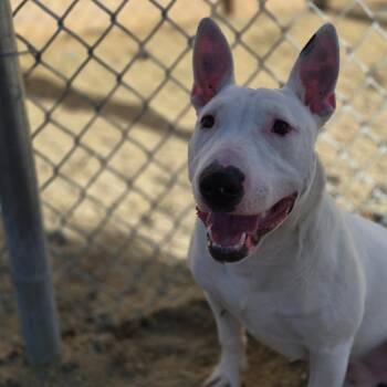 Bull Terrier Dogs Available for Adoption in Reno, Nevada - Cypher | PetCurious